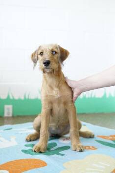 Shimmer -  Poodle and Golden Retriever Dog for Adoption in Pasadena, California - Shimmer | PetCurious