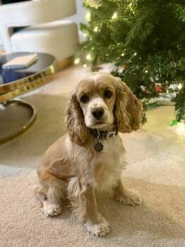 Lady C 26102 -  Cocker Spaniel Dog for Adoption in Parker, Colorado - Lady C 26102 | PetCurious