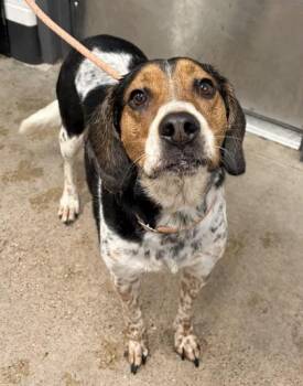 Bailey -  English Coonhound Dog for Adoption in Cleveland, Ohio - Bailey | PetCurious