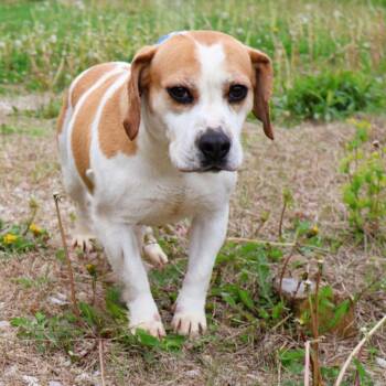 Beagle and English Bulldog Dogs Available for Adoption - Adella | PetCurious