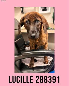 Plott Hound and Mixed Breed Dogs Available for Adoption in Macon, Georgia - LUCILLE | PetCurious