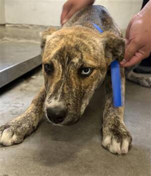 Pit Bull Terrier and Siberian Husky Dogs Available for Adoption in Camarillo, California - A880602 | PetCurious