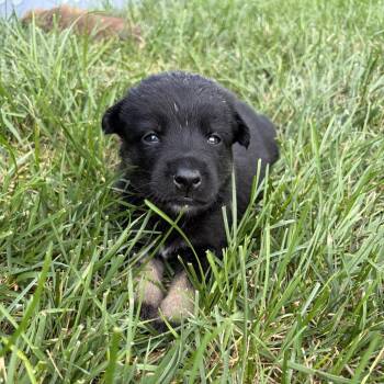 Badger -  German Shepherd Dog and Pomeranian Dog for Adoption in Potomac, Maryland - Badger | PetCurious