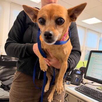 Lacey -  Chihuahua Dog for Adoption in Philadelphia, Pennsylvania - Lacey | PetCurious