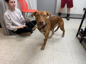 Rescue Mountain Cur and Vizsla Dogs for Adoption in Sorrento, Louisiana - 25-0746D | PetCurious