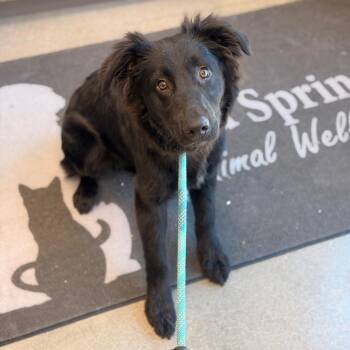 Collie and Black Labrador Retriever Dogs Available for Adoption in Sand Springs, Oklahoma - Finley | PetCurious