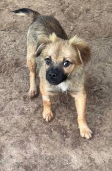 Carter -  French Bulldog Dog for Adoption in Cushing, Oklahoma - Carter | PetCurious