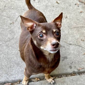 Rescue Chihuahua Dogs for Adoption in Oakland, California - Archie (bonded With Edith) | PetCurious