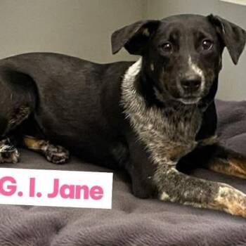 Labrador Retriever and Cattle Dog Dogs Available for Adoption - G.i. Jane | PetCurious