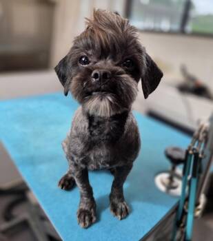 Shih Tzu Dogs Available for Adoption in Washington, District Of Columbia - Bandit | PetCurious