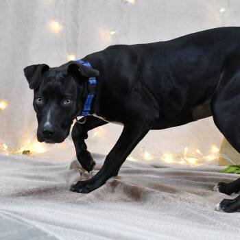 Yasmeen -  Black Labrador Retriever Dog for Adoption in Defuniak Springs, Florida - Yasmeen | PetCurious
