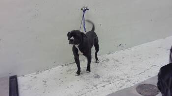 HUNK -  Boxer and Mixed Breed Dog for Adoption in Houston, Texas - HUNK | PetCurious