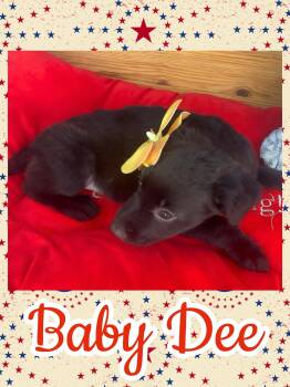 Baby Dee -  Border Collie and Labrador Retriever Dog for Adoption in Ringwood, New Jersey - Baby Dee | PetCurious