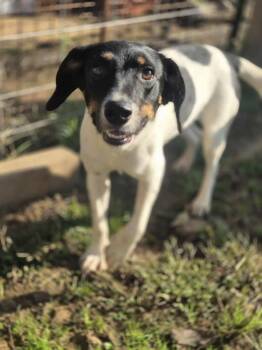 Rescue Terrier Dogs for Adoption in Dover, Arkansas - Izabel | PetCurious