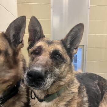 German Shepherd Dog Dogs Available for Adoption - Karma | PetCurious