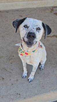 Domino -  Dalmatian and Labrador Retriever Dog for Adoption in San Antonio, Texas - Domino | PetCurious