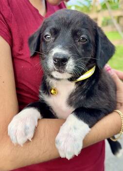 Labrador Retriever and Shepherd Dogs Available for Adoption in Isabela, Isabela -  Ms. Socks - Loving, Girl Puppy *LOW FEE $200* | PetCurious