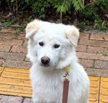 Japanese Spitz and Spaniel Dogs Available for Adoption in Danvers, Massachusetts - Milky | PetCurious