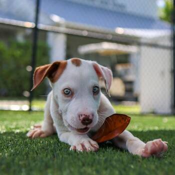 Cue -  Mixed Breed Dog for Adoption in Bradenton, Florida - Cue | PetCurious