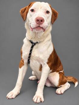 Tallboy -  Australian Shepherd Dog for Adoption in Plaquemine, Louisiana - Tallboy | PetCurious