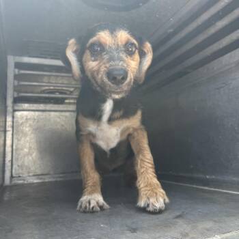 Yayni -  Terrier and Mixed Breed Dog for Adoption in Edinburg, Texas - Yayni | PetCurious