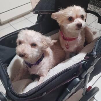 Pippi -  Chihuahua and Jack Russell Terrier Dog for Adoption in Lakewood Ranch, Florida - Pippi | PetCurious