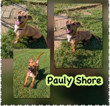 Pauly Shore -  Hound and Mixed Breed Dog for Adoption in Blountville, Tennessee - Pauly Shore | PetCurious