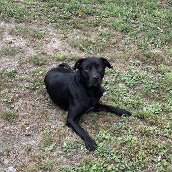 Fowl -  Black Labrador Retriever and Mixed Breed Dog for Adoption in Morganfield, Kentucky - Fowl | PetCurious