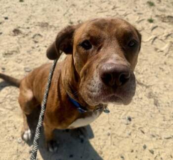 Mixed Breed Dogs Available for Adoption in Atlanta, Georgia - Corn Syrup | PetCurious