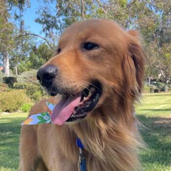 Peeta -  Golden Retriever Dog for Adoption in Los Angeles, California - Peeta | PetCurious
