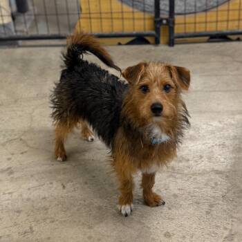 Zuni -  Terrier and Mixed Breed Dog for Adoption in Spanish Fork, Utah - Zuni | PetCurious