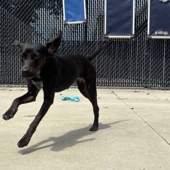 Phoebe -  Mixed Breed Dog for Adoption in North Providence, Rhode Island - Phoebe | PetCurious