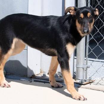 Tinkerbell -  Shepherd Dog for Adoption in Minneapolis, Minnesota - Tinkerbell | PetCurious