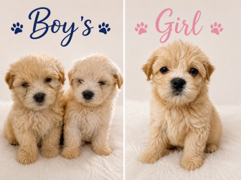 Havanshire -  Dog for Sale in Baltimore, Maryland - Havanshire | PetCurious