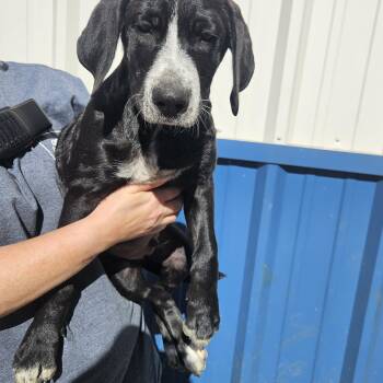 Callahan -  Hound Dog for Adoption in Kalamazoo, Michigan - Callahan | PetCurious