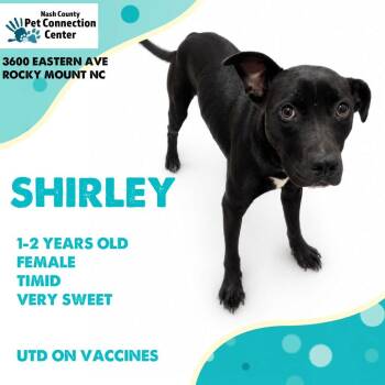 SHIRLEY  Available NOW - ADOPTION or RESCUE! -  Mixed Breed Dog for Adoption in Nashville, North Carolina - SHIRLEY  Available NOW - ADOPTION Or RESCUE! | PetCurious