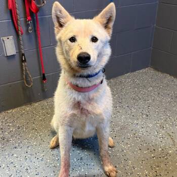 Gracie -  Husky and Mixed Breed Dog for Adoption in Tuscaloosa, Alabama - Gracie | PetCurious