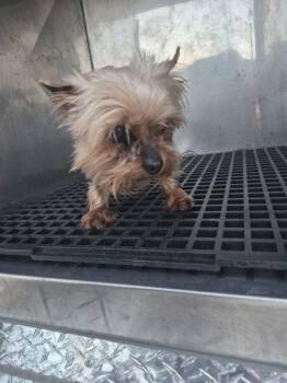 Yorkshire Terrier Dogs Available for Adoption - Pen 236 Kat | PetCurious