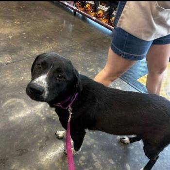 Black Labrador Retriever Dogs Available for Adoption in Austin, Texas - BellaLuna | PetCurious