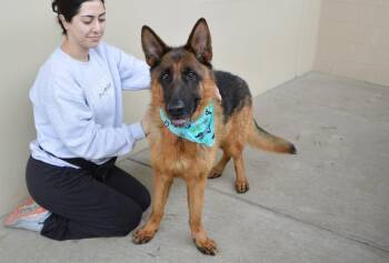 German Shepherd Dog Dogs Available for Adoption in Mckinney, Texas - Otto | PetCurious