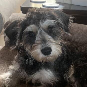 Muffin -  Schnauzer and Poodle Dog for Adoption in Pleasanton, California - Muffin | PetCurious