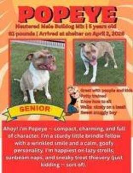 Popeye -  Bulldog Dog for Adoption in Denton, Texas - Popeye | PetCurious