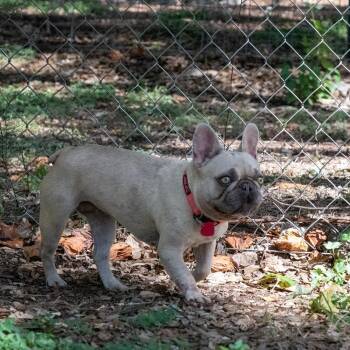 Eclair -  French Bulldog and Mixed Breed Dog for Adoption in Wimberley, Texas - Eclair | PetCurious