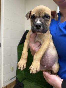 Boxer and Mixed Breed Dogs Available for Adoption in Gainesville, Florida - King | PetCurious