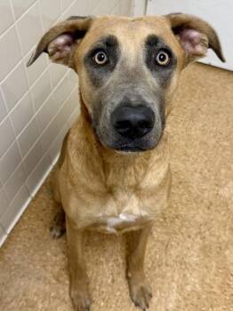 Latte -  American Staffordshire Terrier and Mixed Breed Dog for Adoption in San Antonio, Texas - Latte | PetCurious