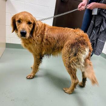 Maraschino Cherry -  Golden Retriever Dog for Adoption in Lyndhurst, Virginia - Maraschino Cherry | PetCurious