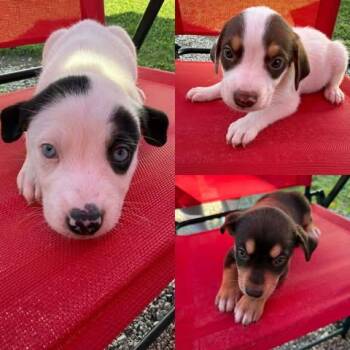 Charlie Brown -  Siberian Husky Dog for Adoption in Newport, Kentucky - Charlie Brown | PetCurious