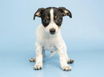 BUGSY -  Chihuahua Dog for Adoption in Phoenix, Arizona - BUGSY | PetCurious