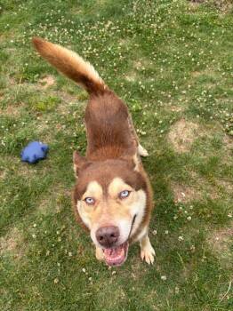 Apollo -  Husky Dog Available for Adoption in Gallatin, Tennessee - Apollo | PetCurious