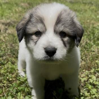 Sturgeon -  Great Pyrenees Dog for Adoption in Richmond, Virginia - Sturgeon | PetCurious